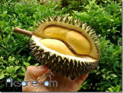 http://aksane.com/wp-content/uploads/2011/10/Durian1.jpg