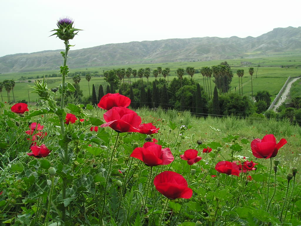  احسان دانش