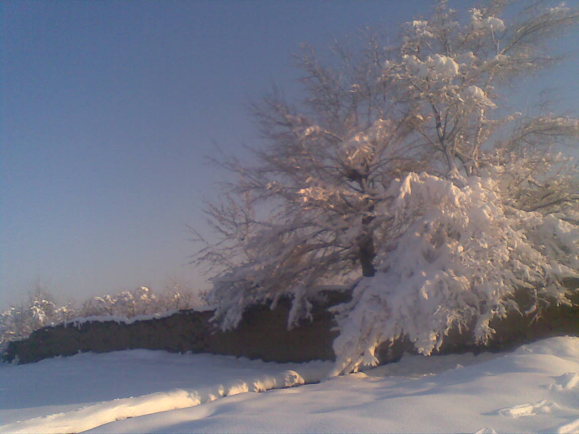  ایوب  نصری